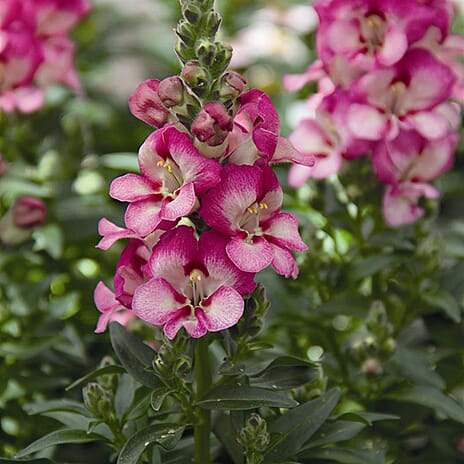 Your Ideal Snapdragon Mix  4.15cm Young Plants x 5 - Multi