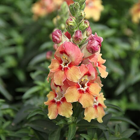 Your Ideal Snapdragon Mix  4.15cm Young Plants x 5 - Multi
