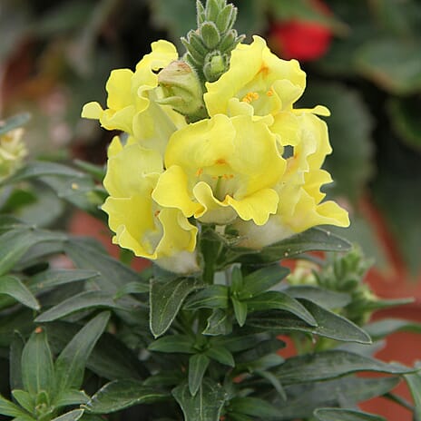 Your Ideal Snapdragon Mix  4.15cm Young Plants x 5 - Multi
