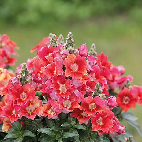 Your Ideal Snapdragon Mix  4.15cm Young Plants x 5 - Multi