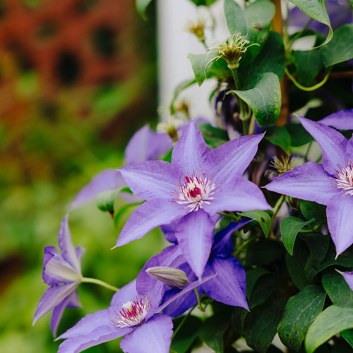 Your Ideal Raymond Evison Clematis  7cm Potted Plants x 3 - Purple