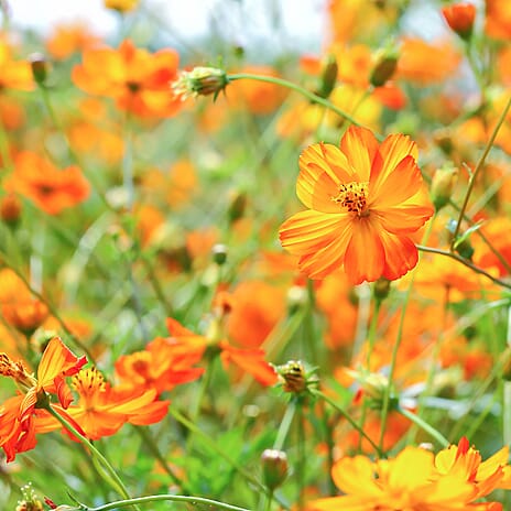 Your Ideal Cosmos 4.15cm Young Plants x 5 - Pink, Red - Orange
