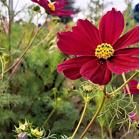 Your Ideal Cosmos 4.15cm Young Plants x 5 - Pink, Red - Orange