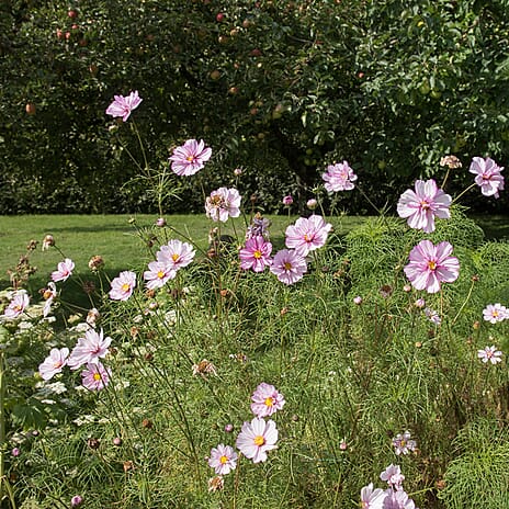 Your Ideal Cosmos 4.15cm Young Plants x 5 - Pink, Red - Orange
