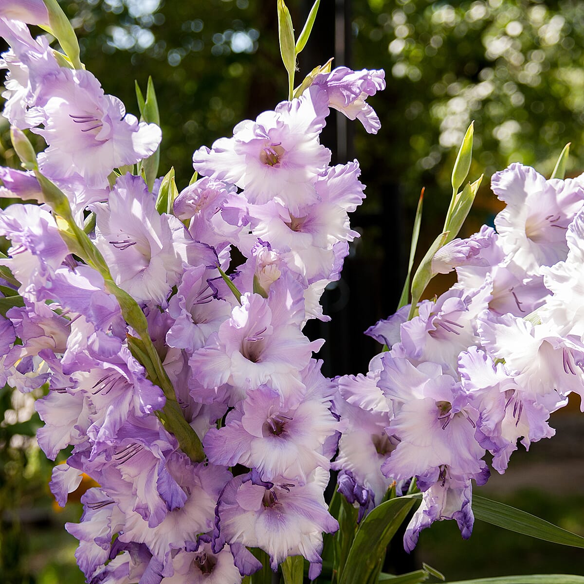 Your Ideal Gladioli 12-- Bulbs x15 - Yellow, Pink - Violet