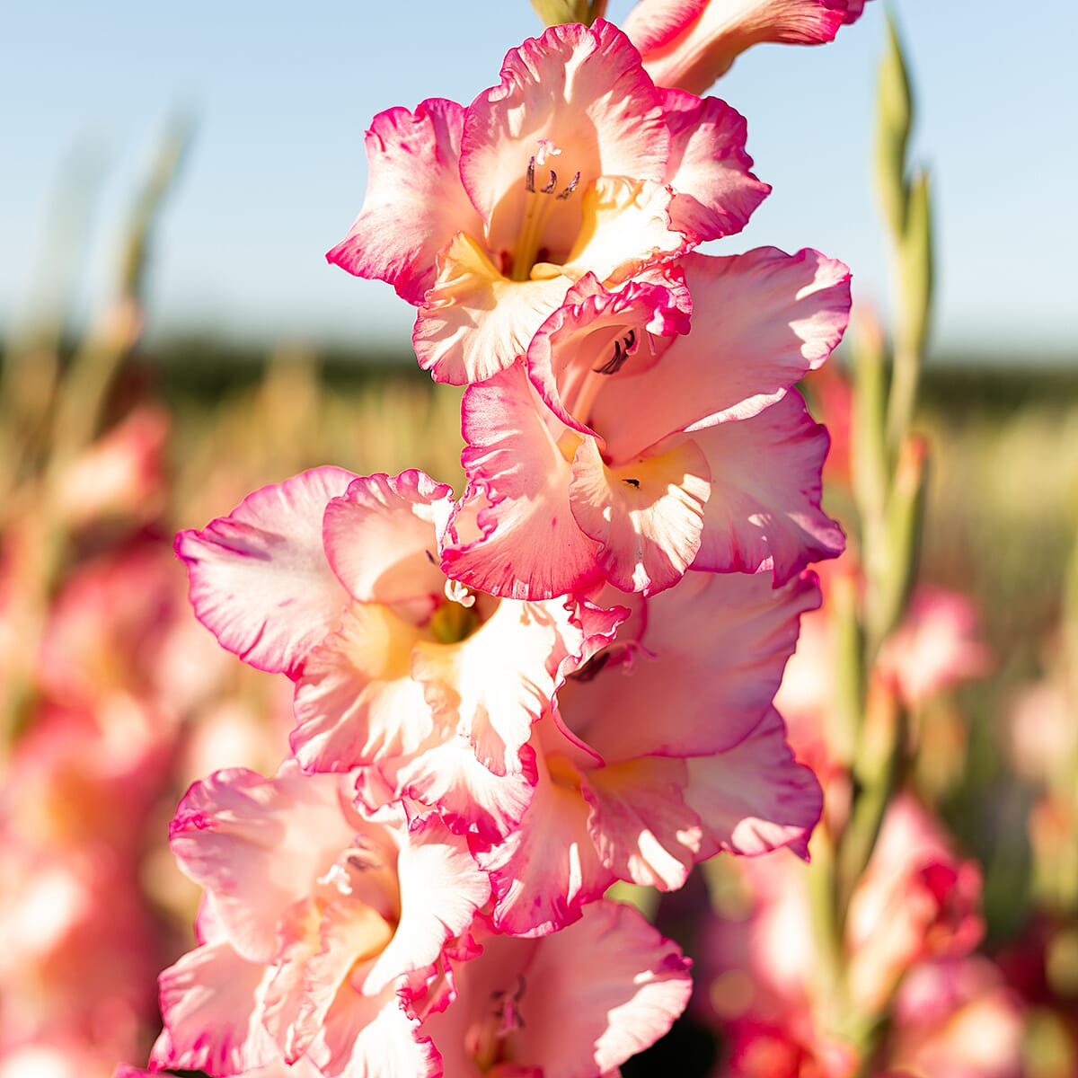 Your Ideal Gladioli 12-- Bulbs x15 - Yellow, Pink - Violet