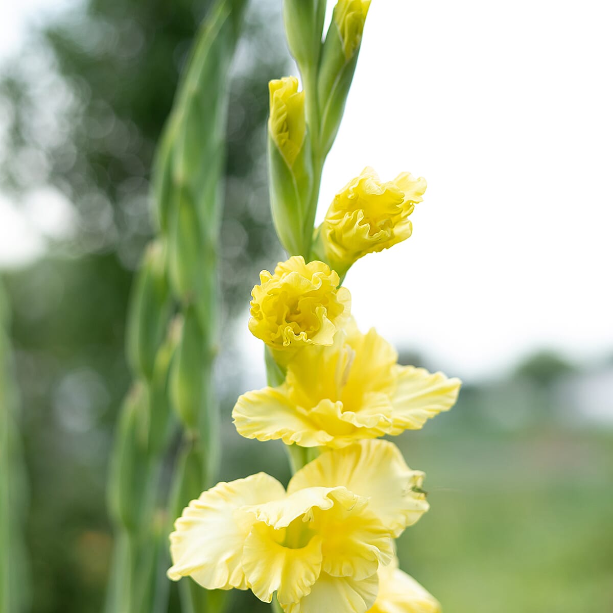 Your Ideal Gladioli 12-- Bulbs x15 - Yellow, Pink - Violet