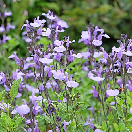 Yor Ideal Salvia Collection 9cm Potted Plants x 3 - Lilac, Primrose - Purple