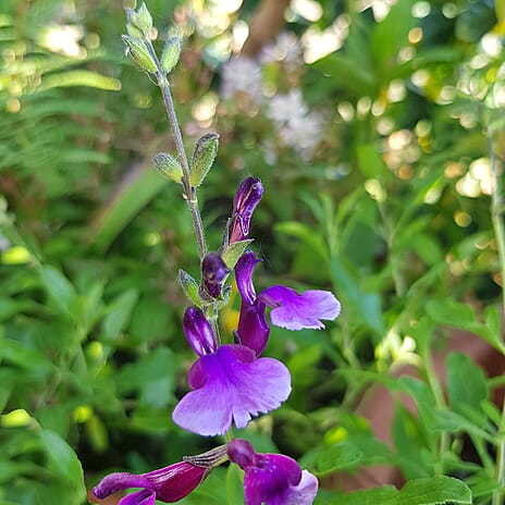 Yor Ideal Salvia Collection 9cm Potted Plants x 3 - Lilac, Primrose - Purple