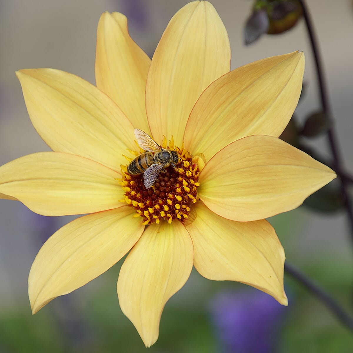 Your Ideal Bishop Dahlias 4.8cm Young Plants x 3 - Orange, Red - Yellow