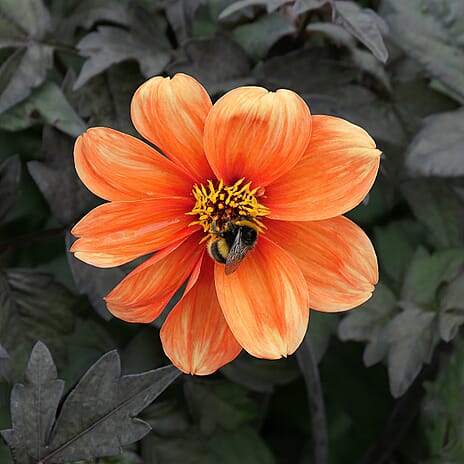 Your Ideal Bishop Dahlias 4.8cm Young Plants x 3 - Orange, Red - Yellow