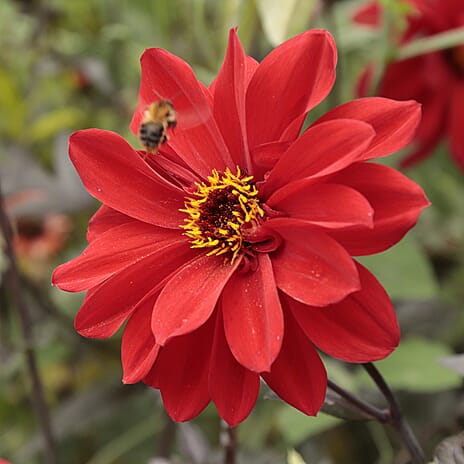Your Ideal Bishop Dahlias 4.8cm Young Plants x 3 - Orange, Red - Yellow