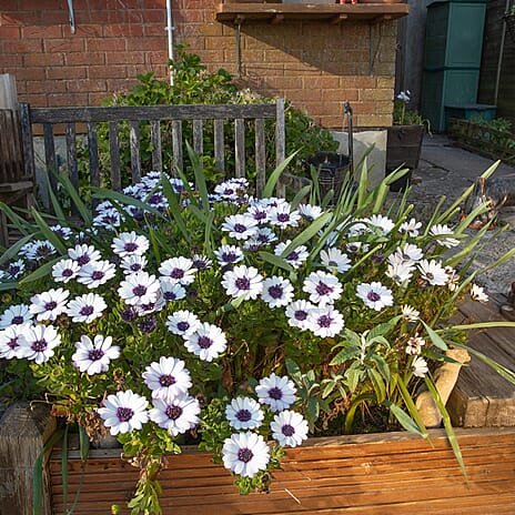 Your Ideal Osteospermum 4.5cm Young Plants x 6 - Pink, Orange - White