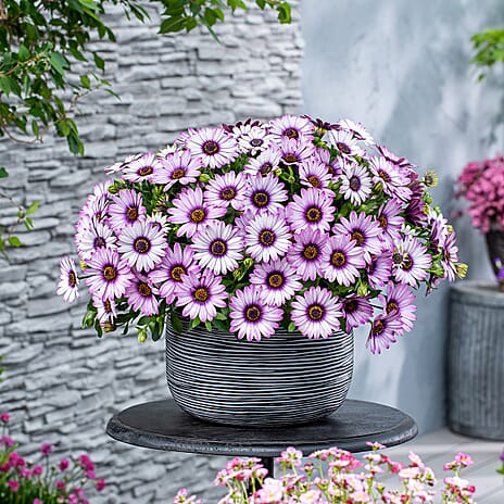 Your Ideal Osteospermum 4.5cm Young Plants x 6 - Pink, Orange - White