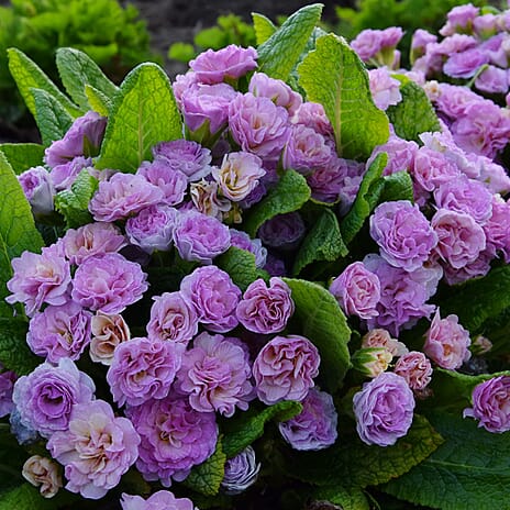Your Ideal Primula Barnhaven Collection 9cm Potted Plants x 3 - Pink,  Violet - Yellow