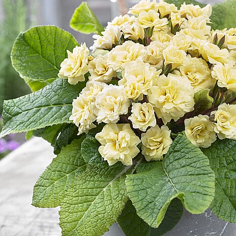 Your Ideal Primula Barnhaven Collection 9cm Potted Plants x 3 - Pink,  Violet - Yellow