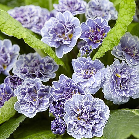 Your Ideal Primula Barnhaven Collection 9cm Potted Plants x 3 - Pink,  Violet - Yellow