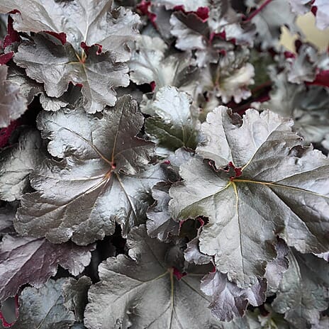 Your Ideal Heuchera Collection 9cm Potted Plants x 3 - Multi