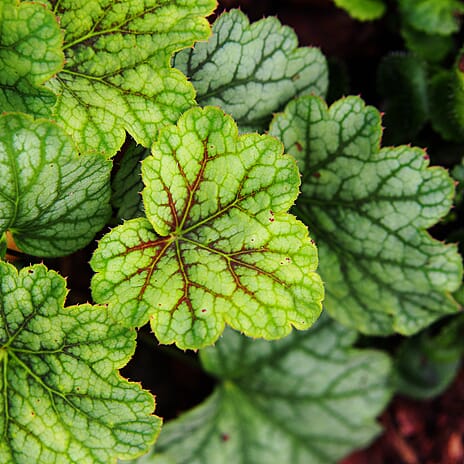 Your Ideal Heuchera Collection 9cm Potted Plants x 3 - Multi