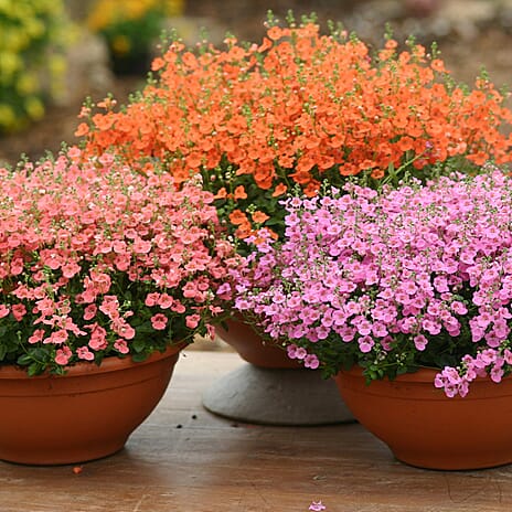 Your Ideal Diascia Littles x 9 - 4.5cm Young Plants