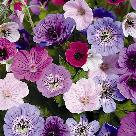 Your Ideal Easy Hardy Geranium Mixed Colours - Bare Roots Live Plants x 5