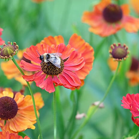 Your Ideal Helenium Mixed Colours - Bare Roots Live Plants x 5