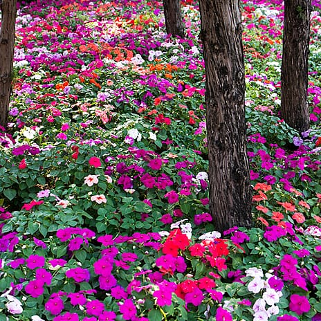 Your Ideal Best Busy Lizzies Mixed Colours  4.5cm Young Plants x 10