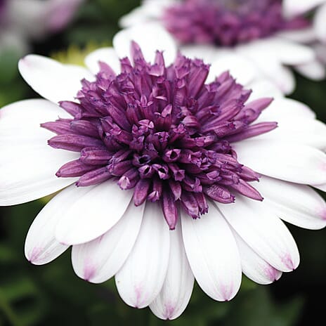 Your Ideal Osteospermum Collection 4.5cm Young Plants x 9 - Multi