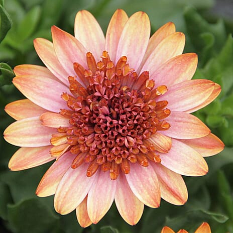 Your Ideal Osteospermum Collection 4.5cm Young Plants x 9 - Multi
