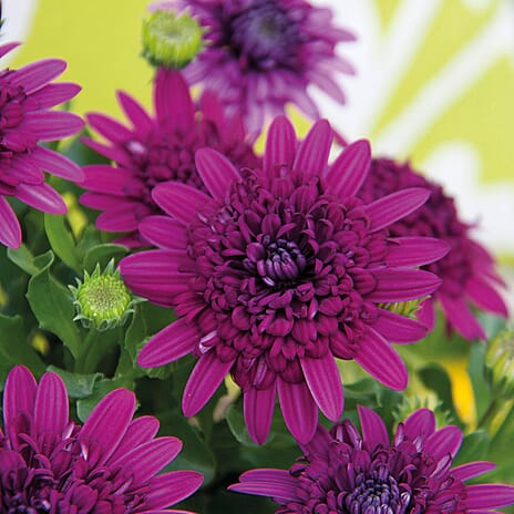Your Ideal Osteospermum Collection 4.5cm Young Plants x 9 - Multi