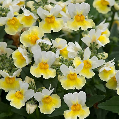 Your Ideal Nemesia Sunmesia 4.5cm Young Plants x 9 - Multi