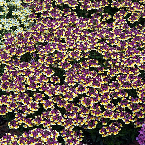 Your Ideal Nemesia Sunmesia 4.5cm Young Plants x 9 - Multi