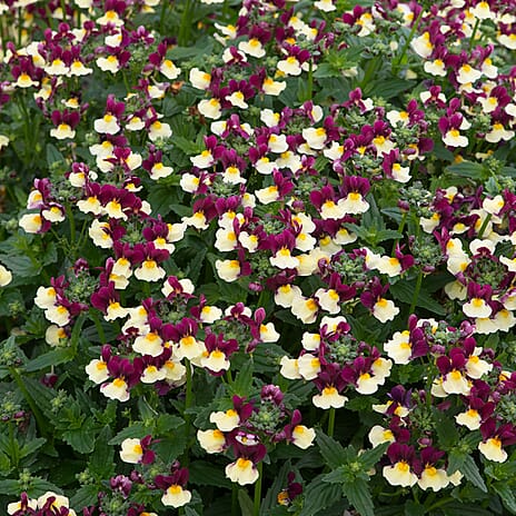 Your Ideal Nemesia Sunmesia 4.5cm Young Plants x 9 - Multi