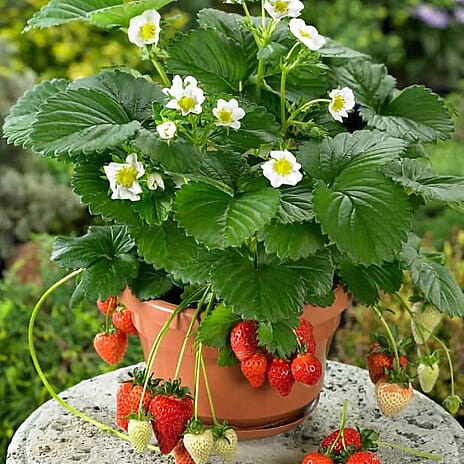 Your Ideal Summer Strawberies Bare Roots x 12 - White Flowers