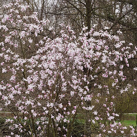 Your Ideal Magnolia Leonard Messel 2 Litre Pot x 1 - Pink