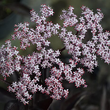 Your Ideal Sambucus Black Tower  9cm Pots  x  3 - White - Pink Blush