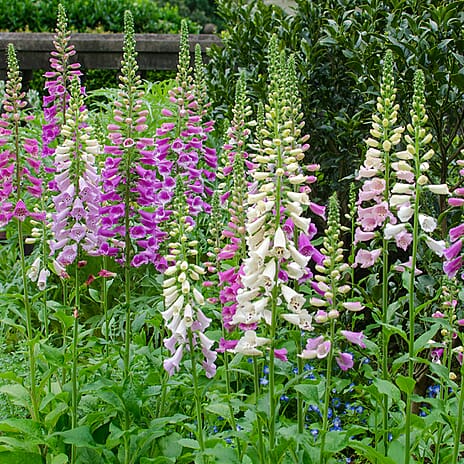 Your Ideal Foxglove Colour Mix  4.5cm Young Plants X 10