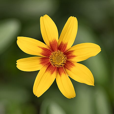 Your Ideal Bountiful Bidens 4.5cm Young Plants x 9 - Multi