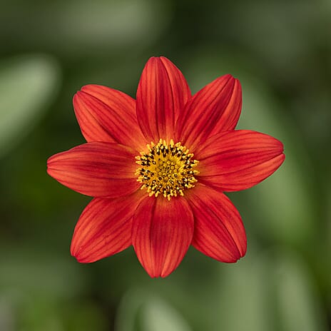 Your Ideal Bountiful Bidens 4.5cm Young Plants x 9 - Multi