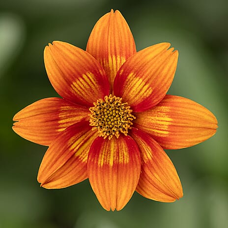 Your Ideal Bountiful Bidens 4.5cm Young Plants x 9 - Multi