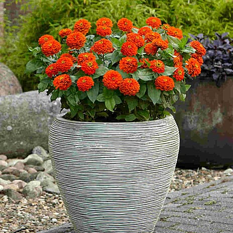 Your Ideal Zuper Zinnias 4.5cm Young Plants x 10 - Multi