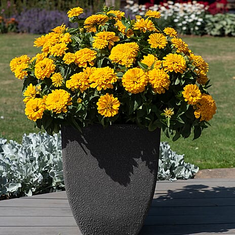 Your Ideal Zuper Zinnias 4.5cm Young Plants x 10 - Multi