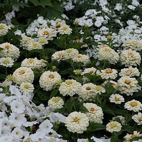 Your Ideal Zuper Zinnias 4.5cm Young Plants x 10 - Multi