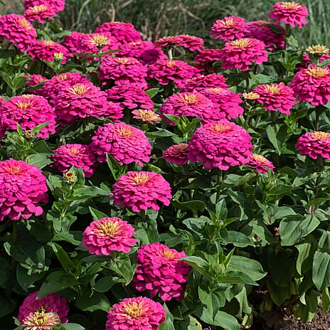 Your Ideal Zuper Zinnias 4.5cm Young Plants x 10 - Multi