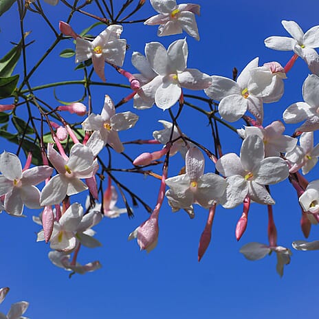 Your Ideal Perfumed Jasminum polyanthum 9cm Pots x 2 - Multi