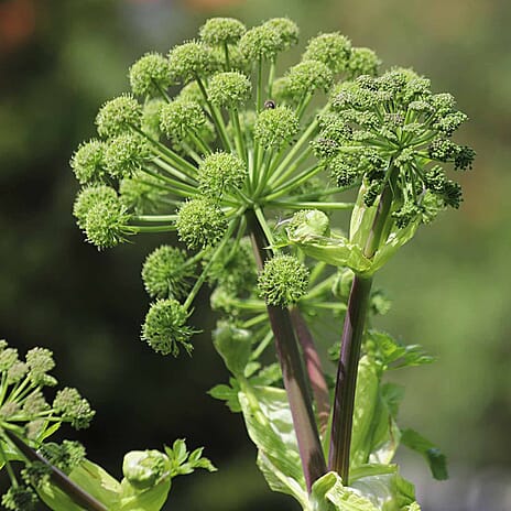 Your Ideal Angelica Archangelica 9cm Pots x 3 - Green