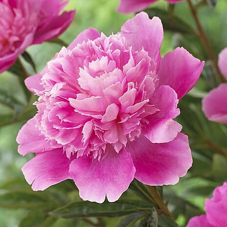 Your Ideal Paeonia Lactiflora Bouquet Perfec 2 litre pot x1 - Pink
