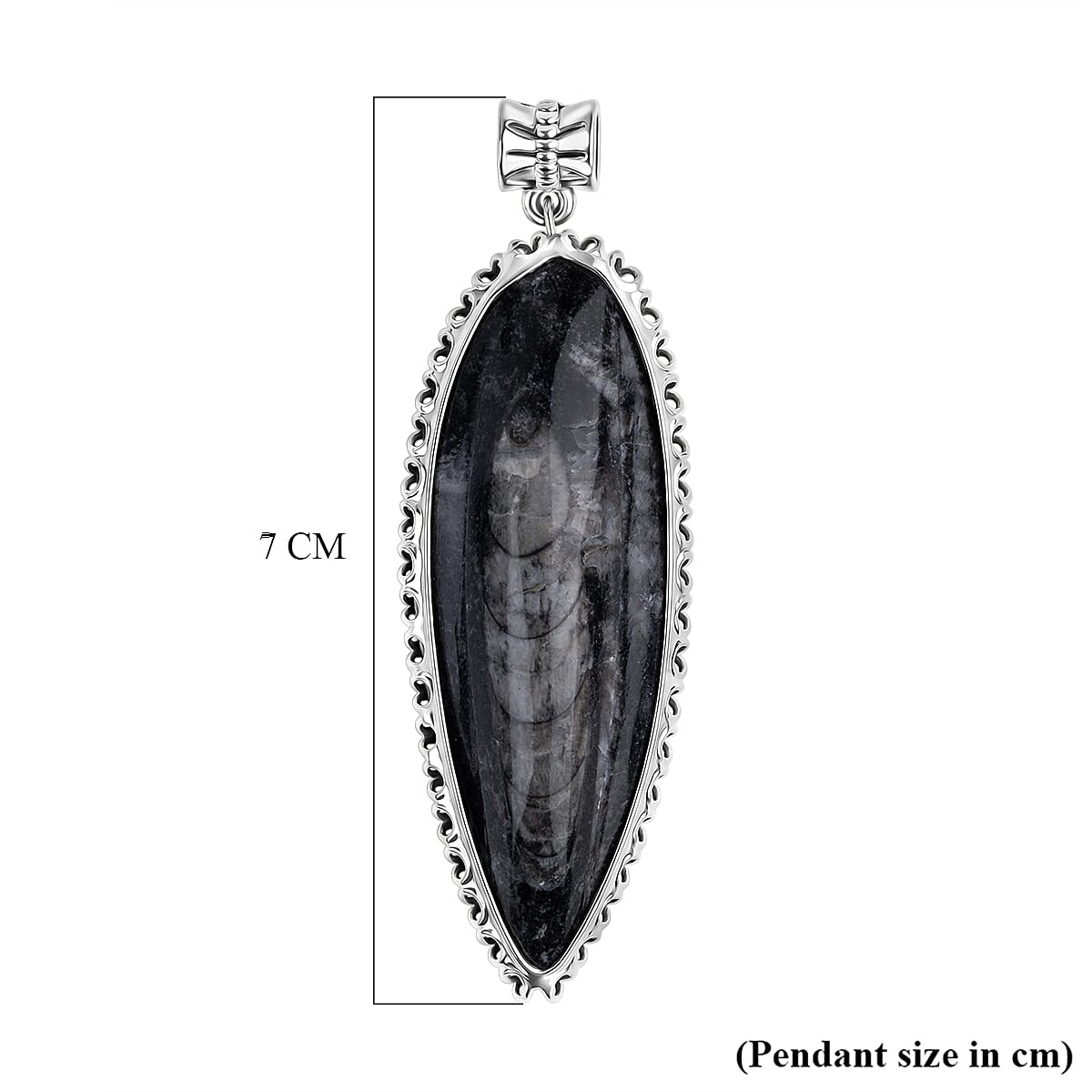 The Artefact Collection - Orthoceras Fossil Pendant 59.00 Ct.