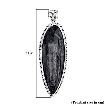 https://tjcuk.sirv.com/Products/81/8/8184179/The-Artefact-Collection-Orthoceras-Fossil-Pendant-59-00-Ct_8184179_3.jpg?w=342&h=342