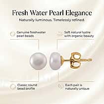 White Freshwater Pearl Beads (7-8MM) Earring with Push Back in Gold Tone